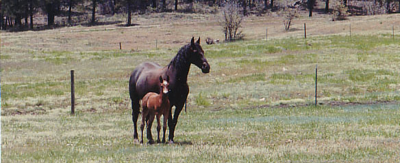 Horses On Durango Ranch